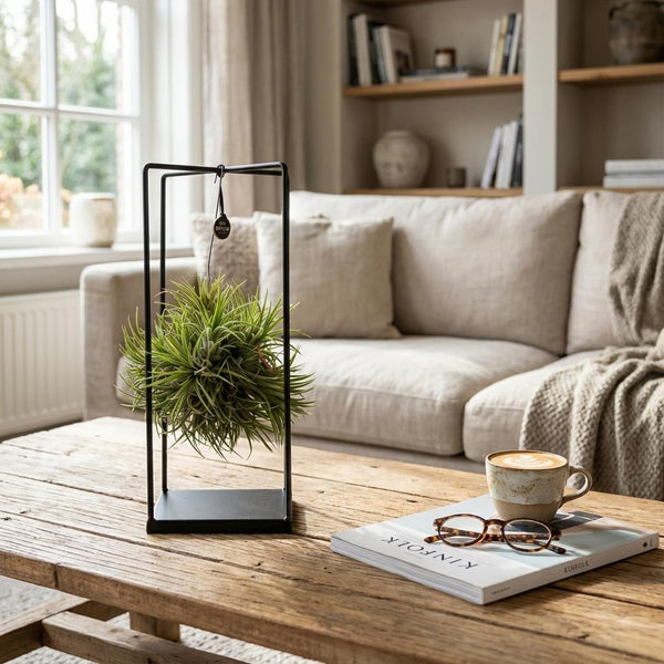 Zimmerpflanzen ohne Erde: Die Tillandsia vorgestellt