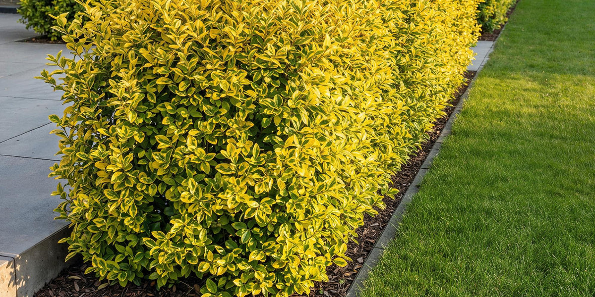 Ligustrum ovalifolium Aureum: Pflege-Guide für den Buntblättrigen Liguster