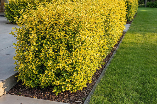 Ligustrum ovalifolium Aureum: Pflege-Guide für den Buntblättrigen Liguster