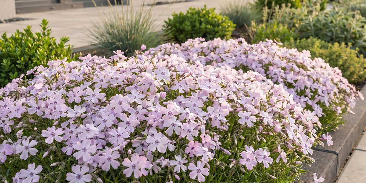 Polster-Phlox Benita: Standort, Pflege und Tipps zur Teppich-Flammenblume