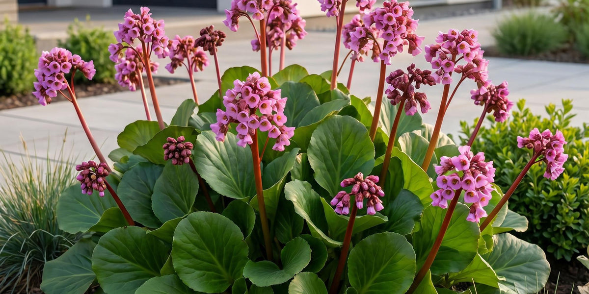 Bergenia cordifolia im Portrait: Wintergrün, pflegeleicht und rosa blühend