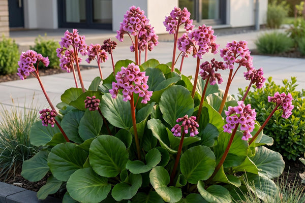 Bergenia cordifolia im Portrait: Wintergrün, pflegeleicht und rosa blühend