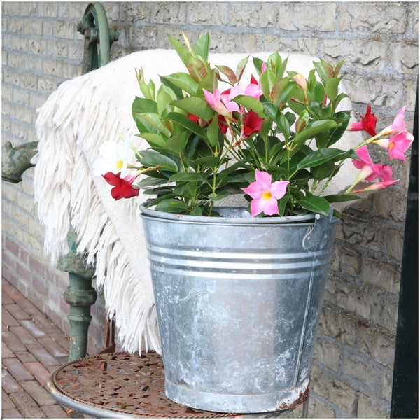 Dipladenia Rot (Trichterblüte): Der komplette Guide für Balkon und Terrasse