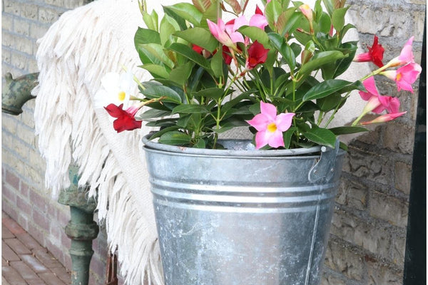 Dipladenia Rot (Trichterblüte): Der komplette Guide für Balkon und Terrasse