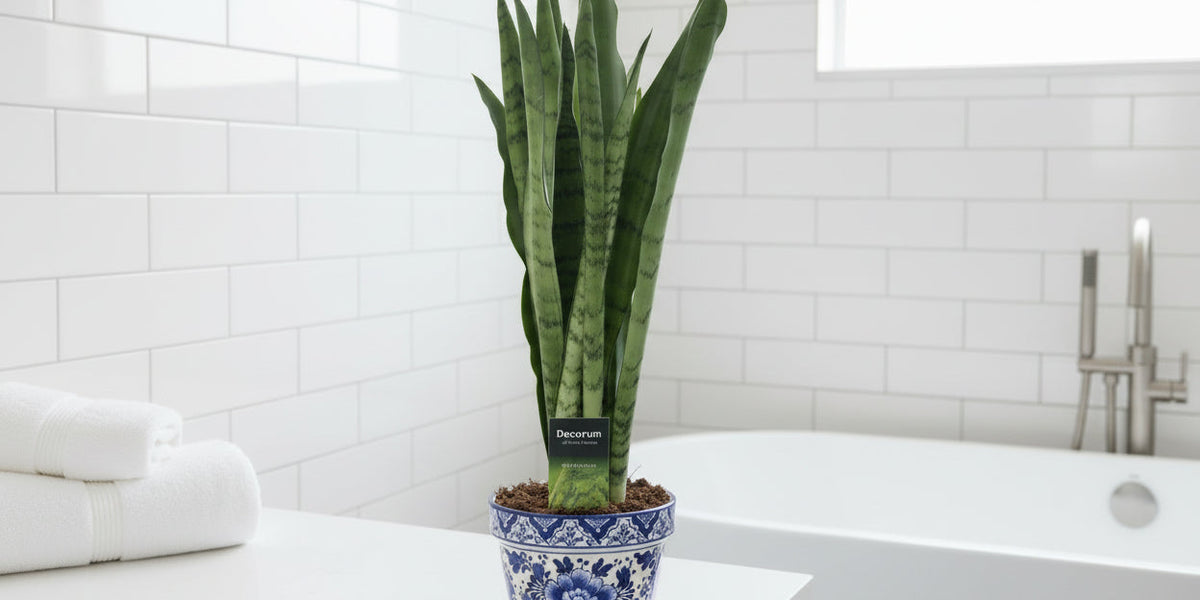 Sansevieria Spearmint Pflege: Der ultimative Guide für den Bogenhanf