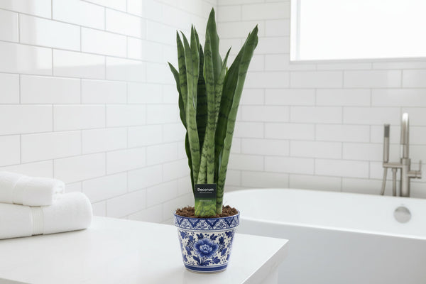 Sansevieria Spearmint Pflege: Der ultimative Guide für den Bogenhanf