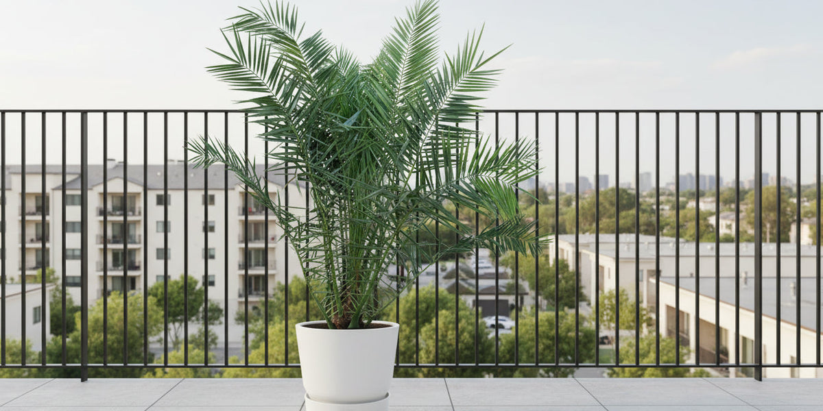 Kanarische Dattelpalme (Phoenix Canariensis): Pflege, Standort und Vermehrung