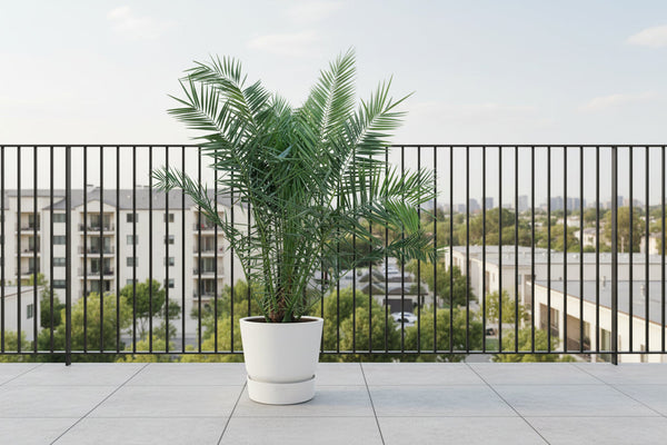 Kanarische Dattelpalme (Phoenix Canariensis): Pflege, Standort und Vermehrung