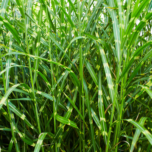 Ein Hauch von Safari: Das auffällige Miscanthus sinensis Zebrinus
