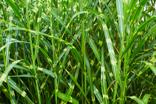 Ein Hauch von Safari: Das auffällige Miscanthus sinensis Zebrinus