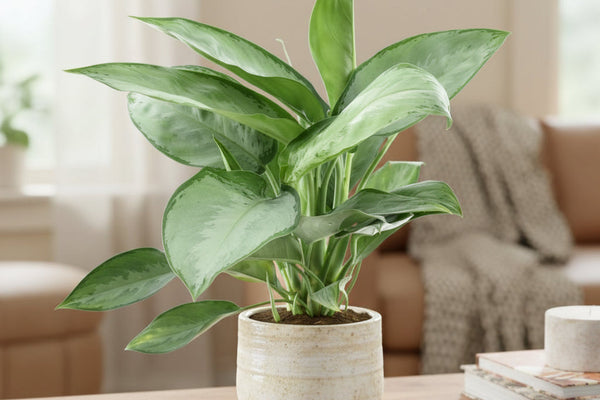 Kolbenfaden (Aglaonema Silverado): Der ultimative Pflege-Ratgeber