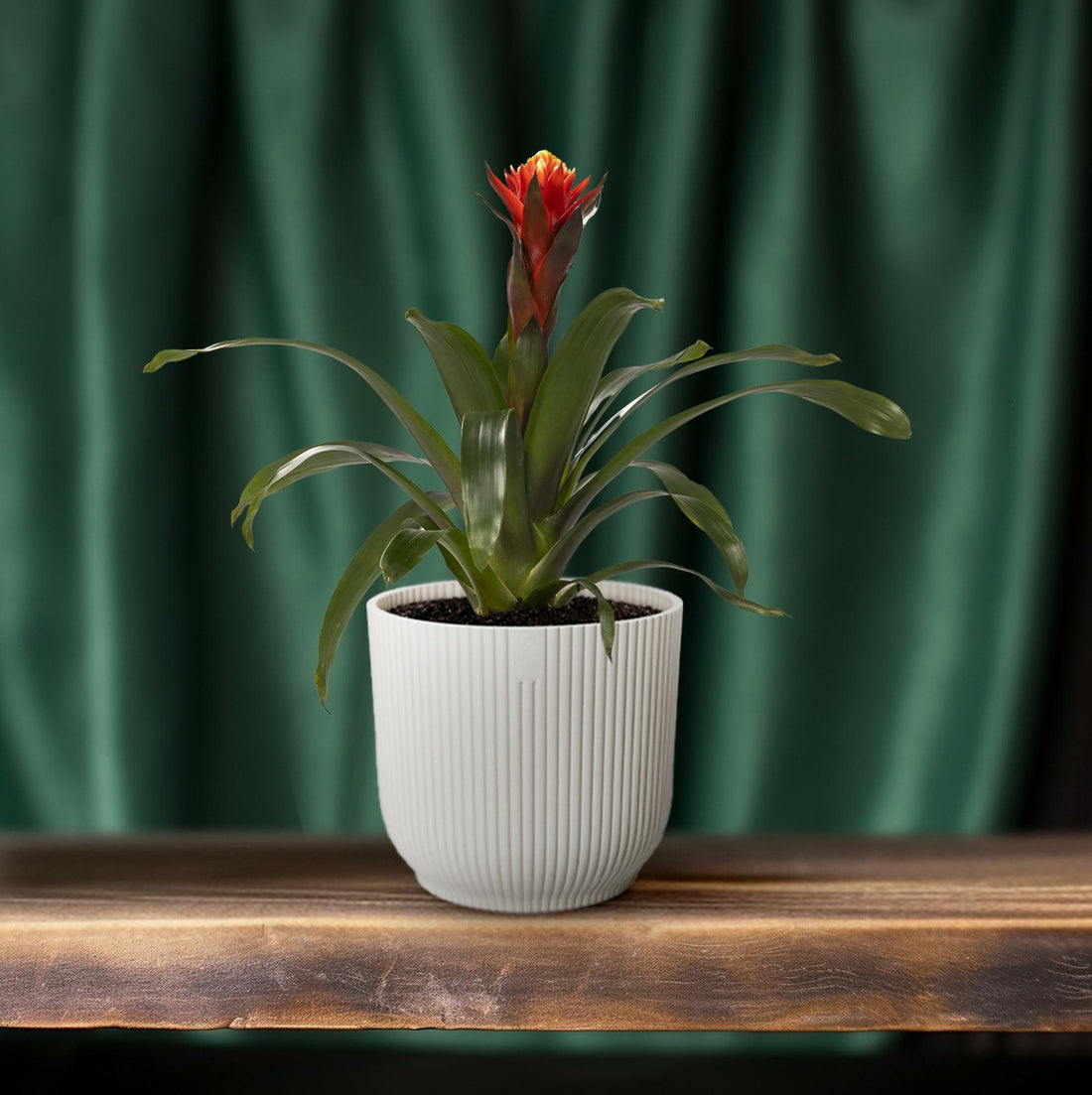 Guzmania Happiness: Pflege, Standort und Vermehrung im Überblick