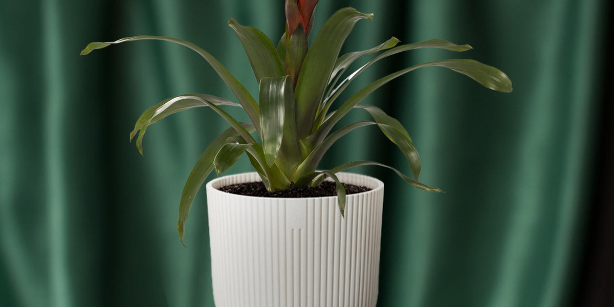 Guzmania Happiness: Pflege, Standort und Vermehrung im Überblick