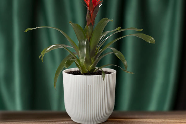Guzmania Happiness: Pflege, Standort und Vermehrung im Überblick