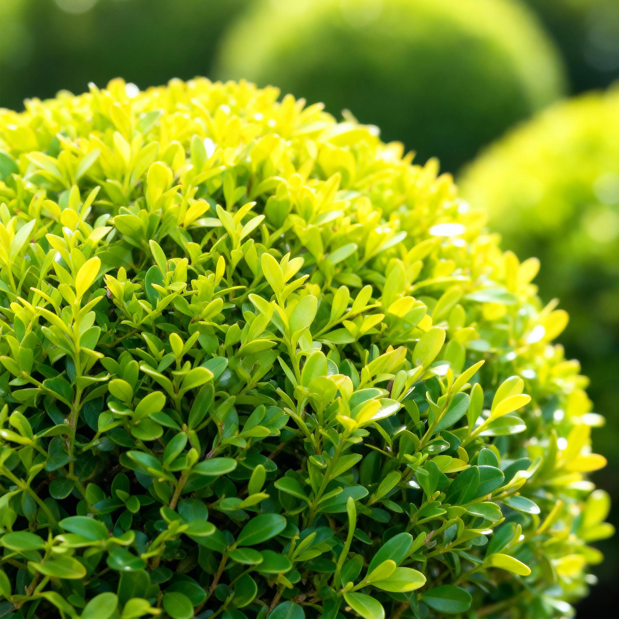 BetterBuxus Skylight: Die perfekte Buxus Kugel für Garten und Kübel