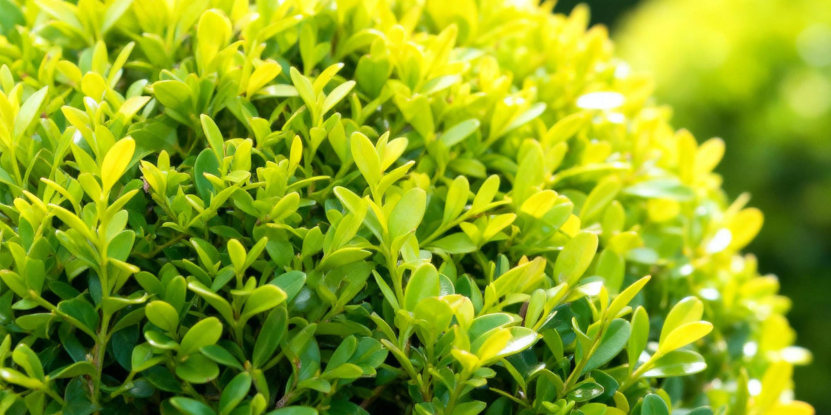 BetterBuxus Skylight: Die perfekte Buxus Kugel für Garten und Kübel