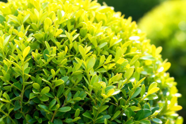BetterBuxus Skylight: Die perfekte Buxus Kugel für Garten und Kübel