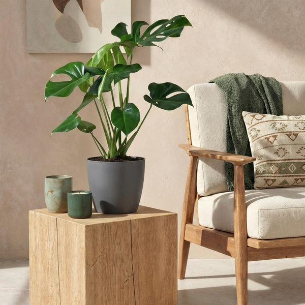Monstera Deliciosa pflegen: Tipps für riesige Blätter und gesundes Wachstum