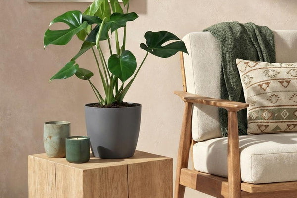 Monstera Deliciosa pflegen: Tipps für riesige Blätter und gesundes Wachstum
