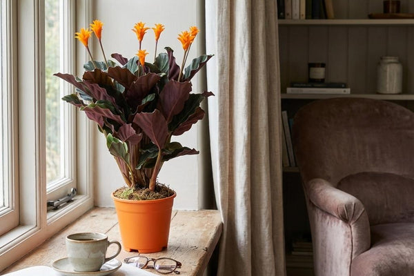 Die Ewige Flamme: Hol dir mit der Calathea Crocata das Inka-Gold ins Wohnzimmer