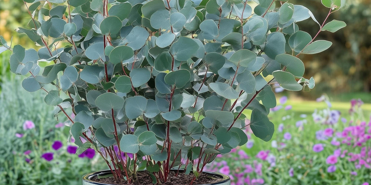Der winterharte Eukalyptus: Alles, was du über Eucalyptus gunnii wissen musst