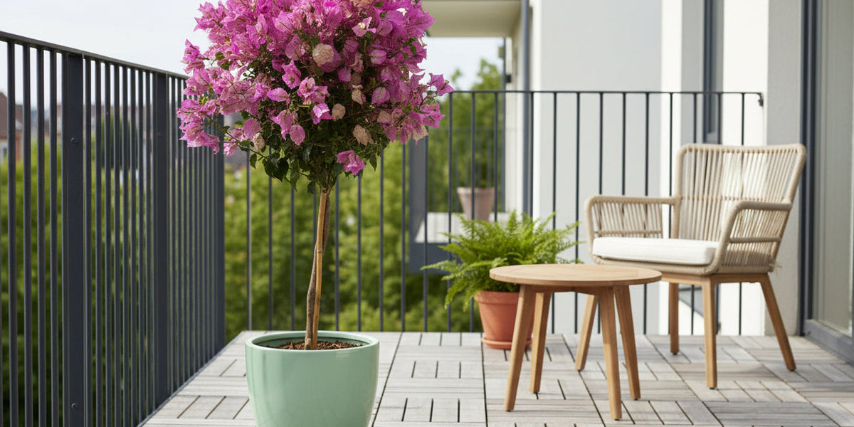 Bougainvillea als Hochstämmchen: Standort, Pflege und Überwinterung
