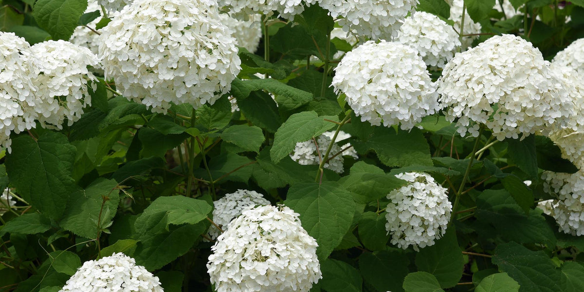 Winterharte Hortensien: Alles über die Hydrangea arborescens Annabelle