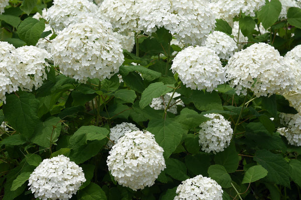 Winterharte Hortensien: Alles über die Hydrangea arborescens Annabelle