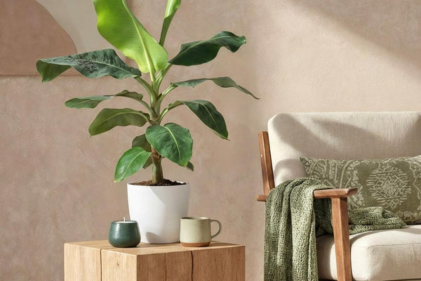 Musa acuminata Dwarf Cavendish: Das ultimative Pflege-Porträt