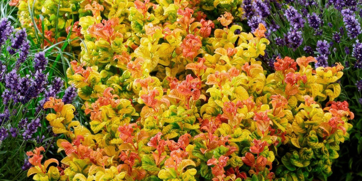 Alles über die Leucothoe Curly Gold: Die perfekte Strukturpflanze für den Schatten