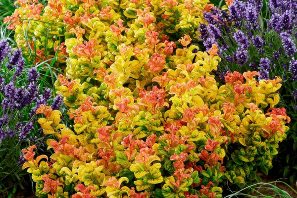 Alles über die Leucothoe Curly Gold: Die perfekte Strukturpflanze für den Schatten