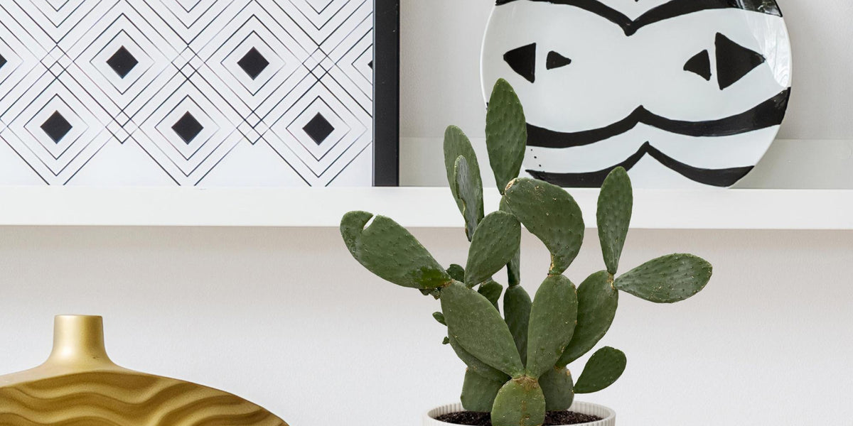 Opuntia Ficus Indica Pflege-Guide: So gedeiht dein Kaktus optimal