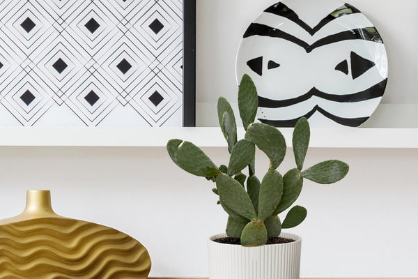 Opuntia Ficus Indica Pflege-Guide: So gedeiht dein Kaktus optimal