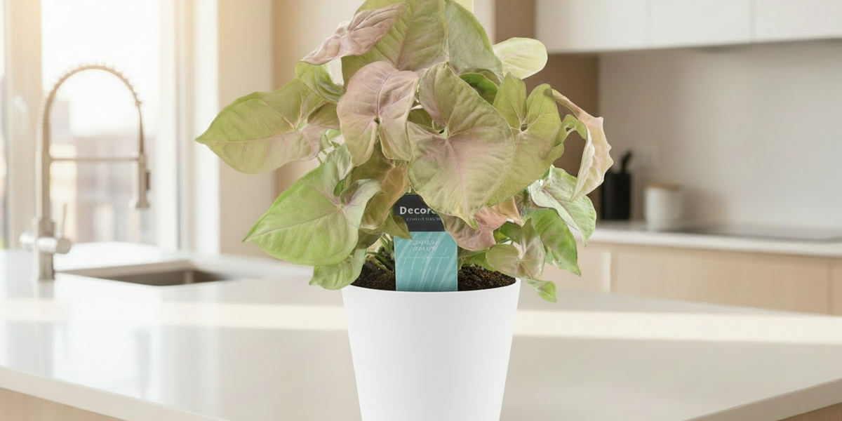 Purpurtute (Syngonium Red Heart): Pflegetipps für Anfänger und Profis