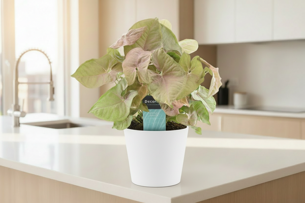 Purpurtute (Syngonium Red Heart): Pflegetipps für Anfänger und Profis
