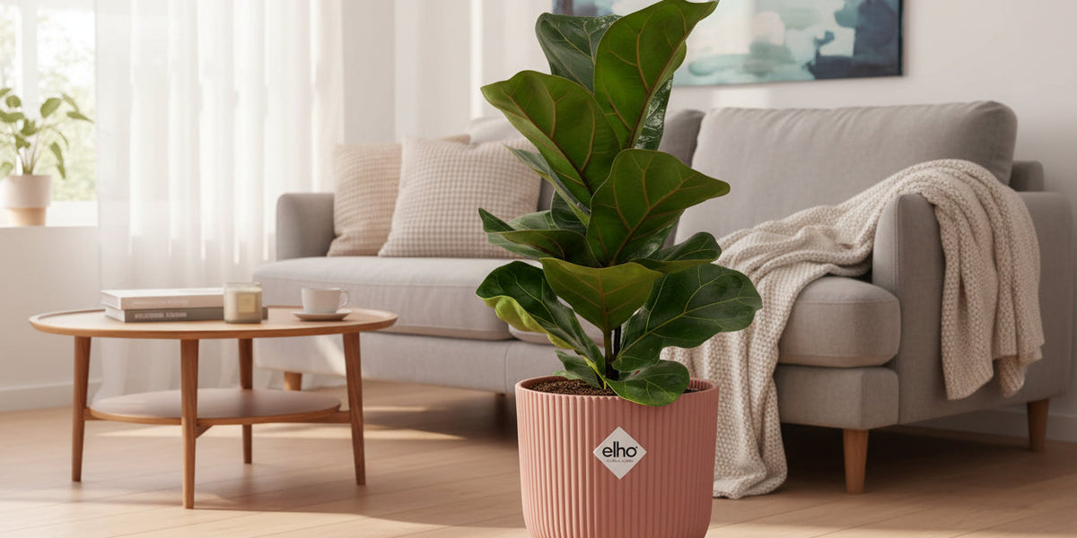 Ficus lyrata 'Bambino': Standort, Pflege und Tipps für die kompakte Geigenfeige