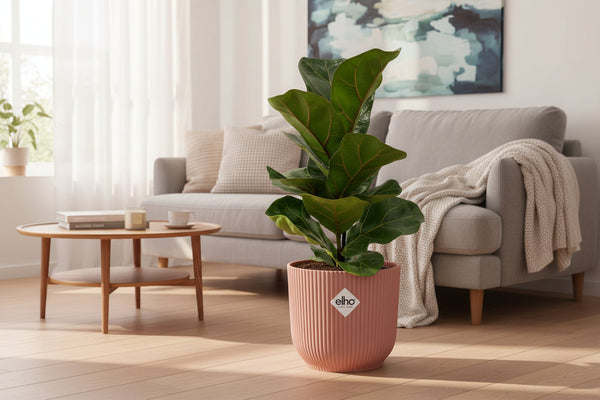 Ficus lyrata 'Bambino': Standort, Pflege und Tipps für die kompakte Geigenfeige