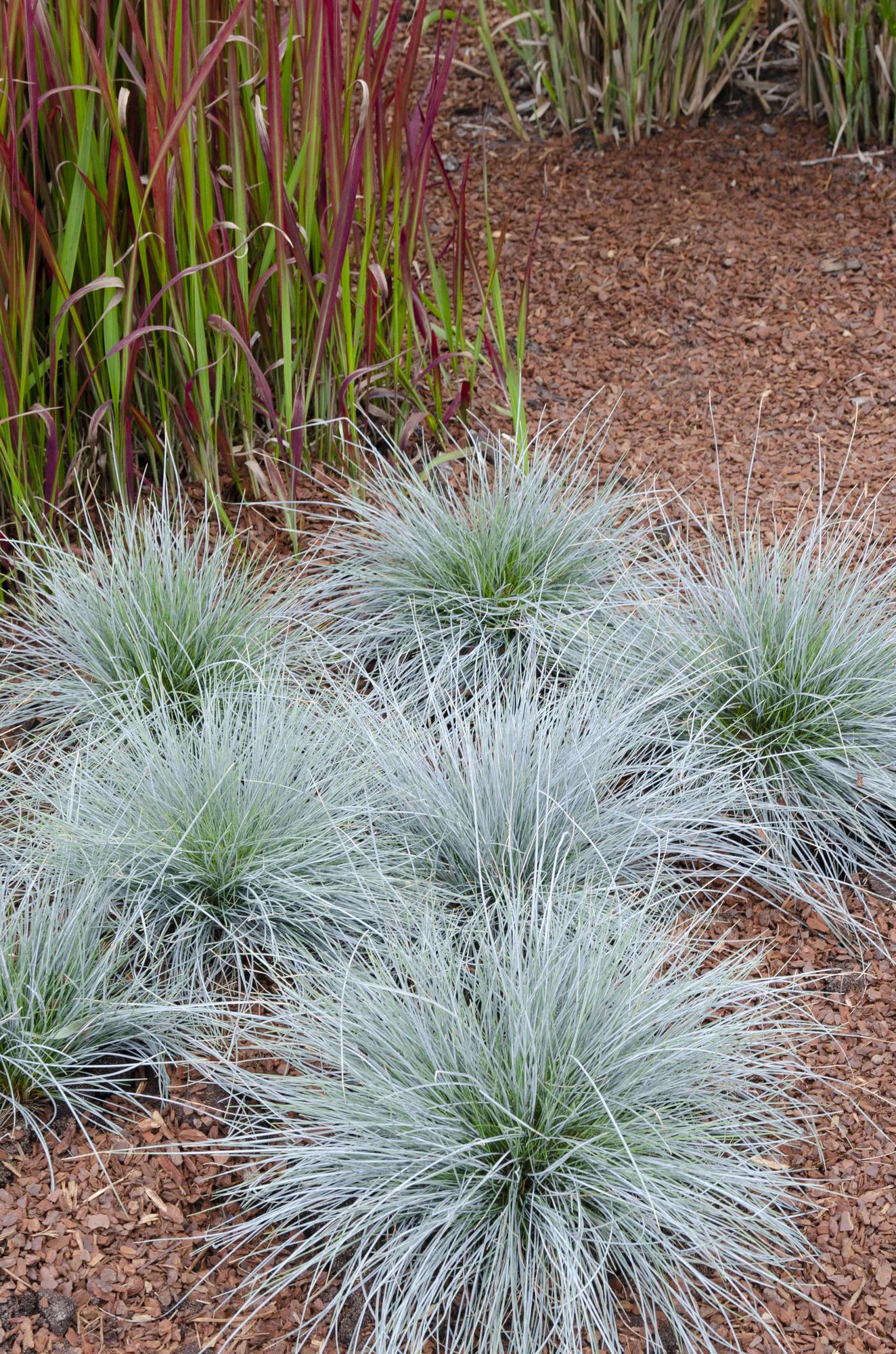 Festuca glauca Azura Blue: Pflege, Standort und Besonderheiten