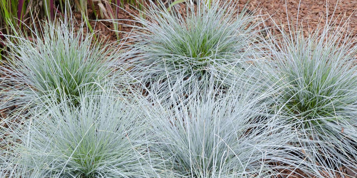 Festuca glauca Azura Blue: Pflege, Standort und Besonderheiten