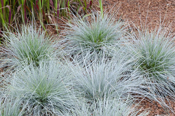 Festuca glauca Azura Blue: Pflege, Standort und Besonderheiten