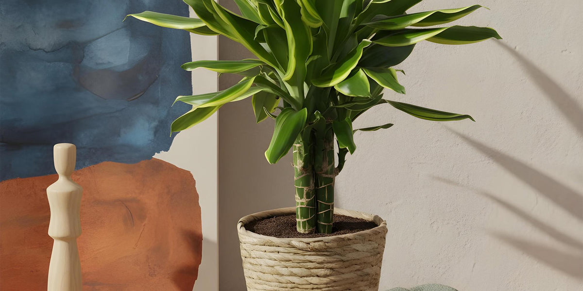 Drachenbaum Pflege leicht gemacht: Alles über die Dracaena Golden Coast