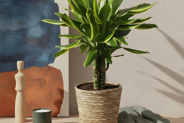 Drachenbaum Pflege leicht gemacht: Alles über die Dracaena Golden Coast
