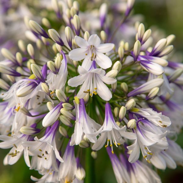 Pflanzenportrait: Agapanthus 'Fireworks' (Zweifarbige Schmucklilie)