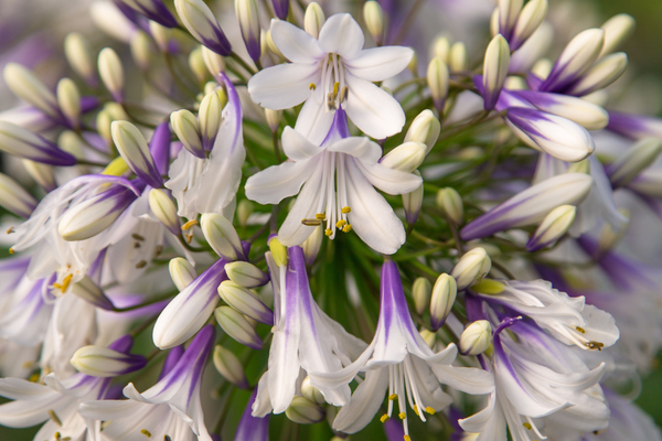 Pflanzenportrait: Agapanthus 'Fireworks' (Zweifarbige Schmucklilie)