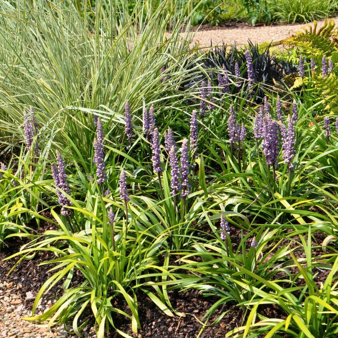 Lilientraube Ingwersen (Liriope muscari): Pflege, Standort und Vermehrung