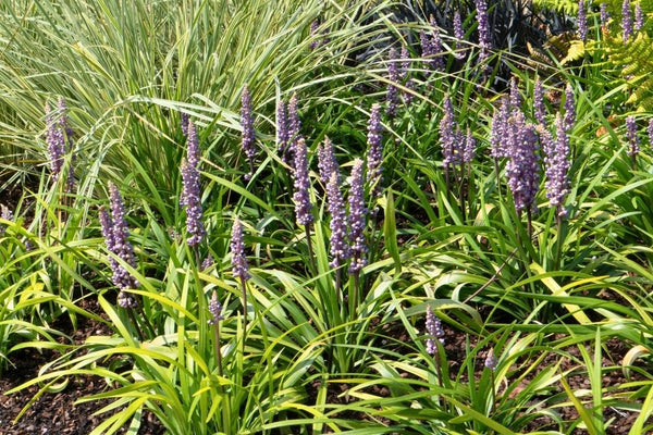 Lilientraube Ingwersen (Liriope muscari): Pflege, Standort und Vermehrung