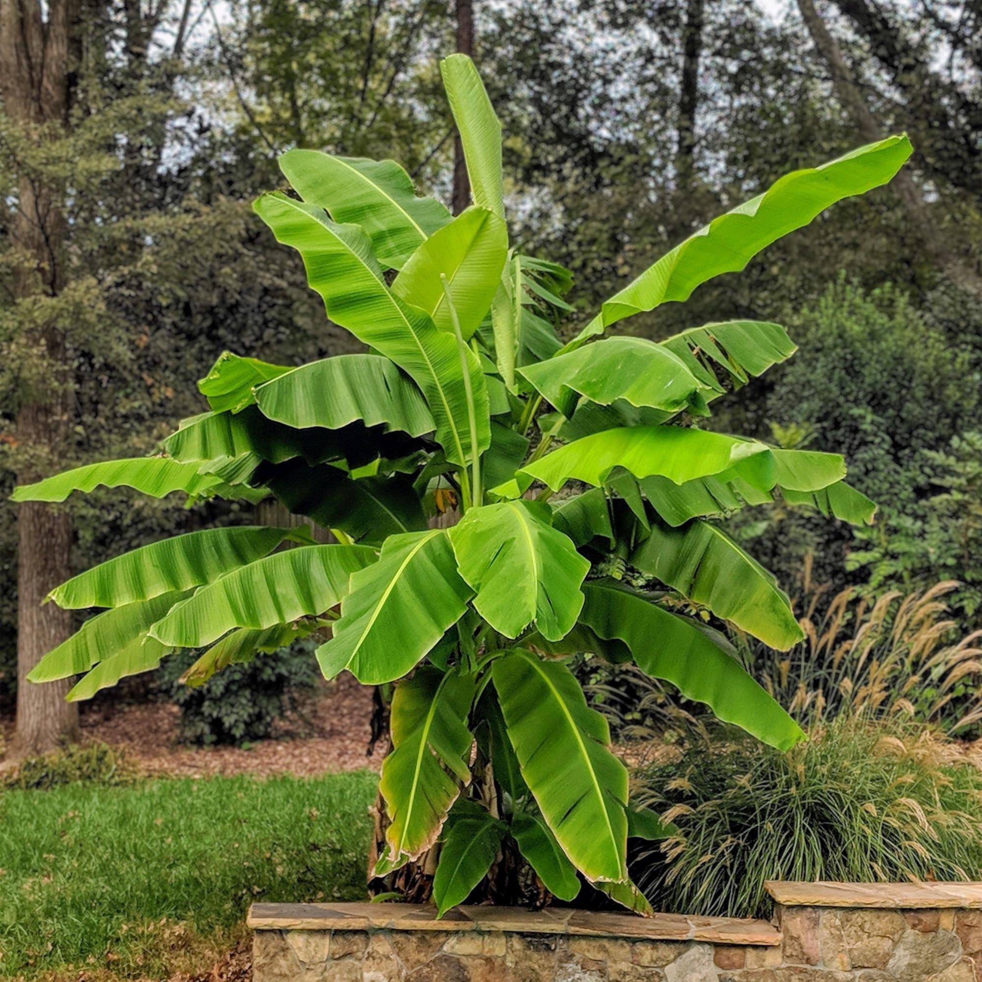 Hol dir den Dschungel nach Hause: Die Japanische Faserbanane (Musa Basjoo)