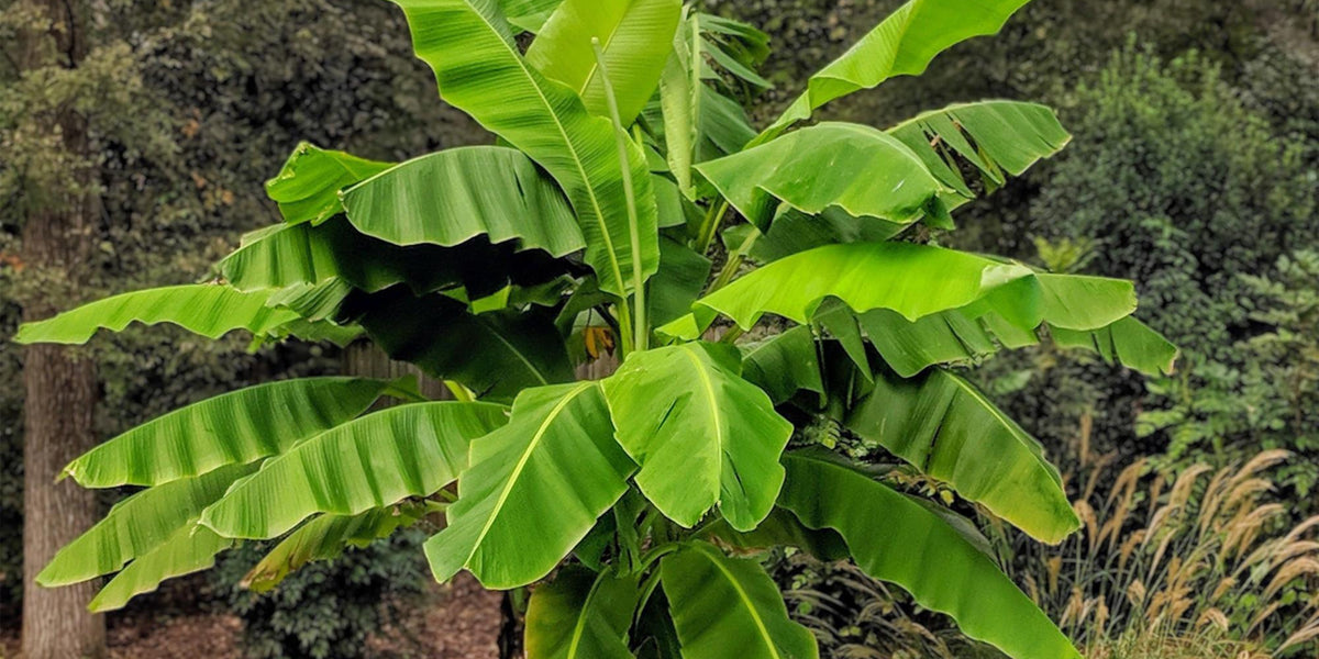 Hol dir den Dschungel nach Hause: Die Japanische Faserbanane (Musa Basjoo)