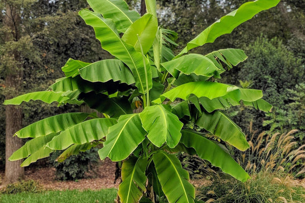 Hol dir den Dschungel nach Hause: Die Japanische Faserbanane (Musa Basjoo)