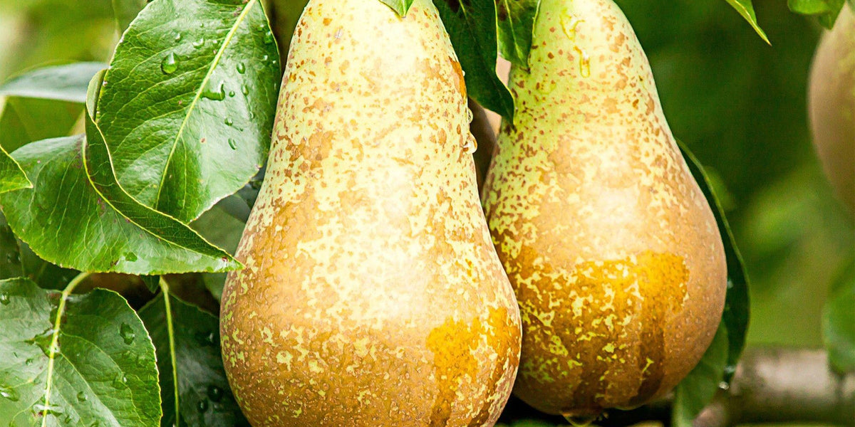 Pyrus communis Conference – Das große Portrait der beliebten Birne